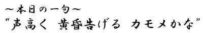 本日の一句?声高く 黄昏告げる　カモメかな?