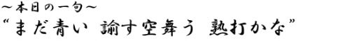 ?本日の一句? まだ青い　諭す空舞う　熟打かな